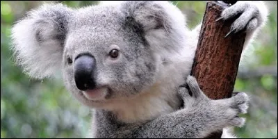 Le koala appartient à la famille des Ursidés.