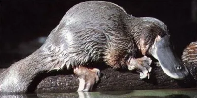 Sur quel territoire vit principalement l'ornithorynque ?