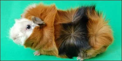 Comment nomme-t-on un cochon d'inde à huit rosettes (touffe de poils durs sur le corps) ?