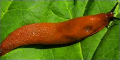 La limace porte une coquille.