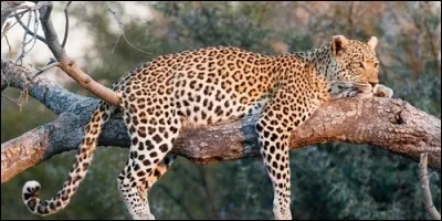 Tous les léopards sont tous tachetés.