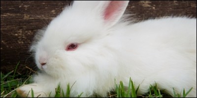 Comment nomme-t-on un lapin atteint d'albinisme ?