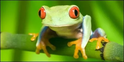 La grenouille est un amphibien.