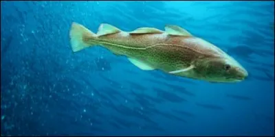 Quel est l'autre nom du cabillaud ?