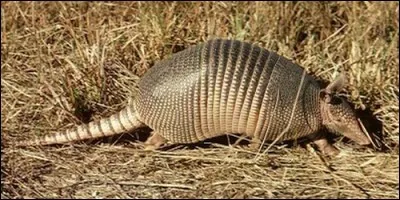 Dans certains pays d'Amérique latine, que fabrique-t-on avec la carapace des tatous ?