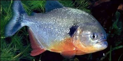 Quel poisson d'Amérique du Sud est connu pour sa voracité ?