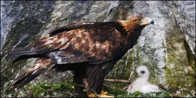Comment s'appelle le petit de l'aigle ?