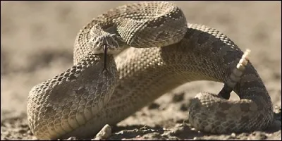 Quel serpent appelle-t-on "serpent à sonnette" ?