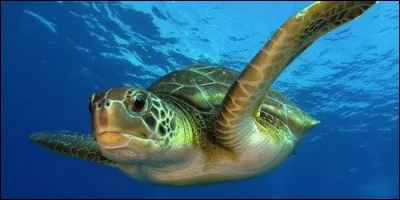 Quelle vitesse peut atteindre une tortue de mer en nageant rapidement ?