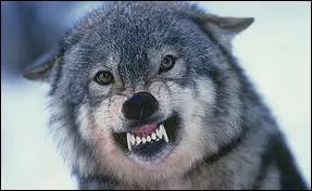 Qu'est ce qu'elle a ma gueule ?