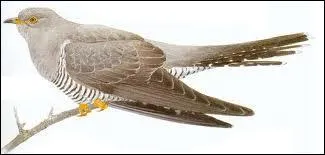 Que puis je vous dire ?