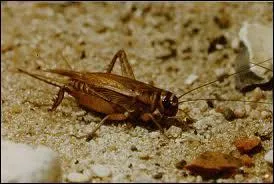 O suis-je parti me cacher ?