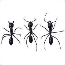 Comment faire pour nous attraper ?