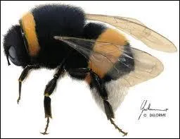 Que vais-je faire si vous m'attrapez ?