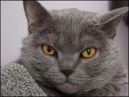 En quoi puis-je me dguiser ?