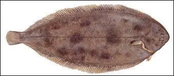 O vais-je me camoufler ?