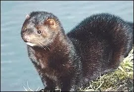 Que puis-je vouloir dire ?