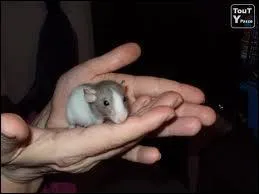 Que puis-je vouloir dire ?