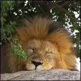 Que vais-je devenir dguis en homophone ?