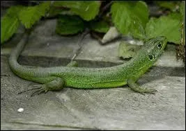 Laquelle de ces rponses ne me correspond pas  mon dguisement ?