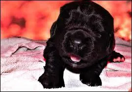 De quelle race est ce chien ?