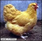 De quelle race est cette poule ?