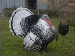 De quelle race est ce dindon ?