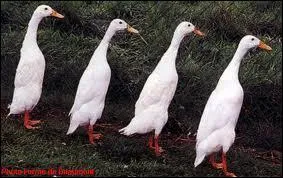 Ces canards appartiennent  :