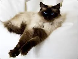 De quelle race est ce chat ?