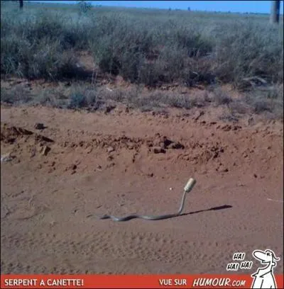 Ce serpent est un ...