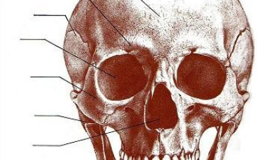 Quiz Anatomie
