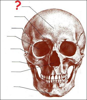 Quel est le nom de la partie du crne humain dsigne par un point d'interrogation ?