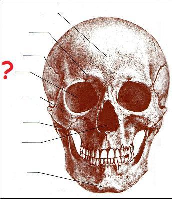 Quel est le nom de la partie du crne humain dsigne par un point d'interrogation ?