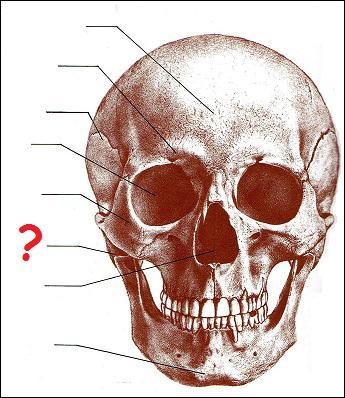Quel est le nom de la partie du crne humain dsigne par un point d'interrogation ?