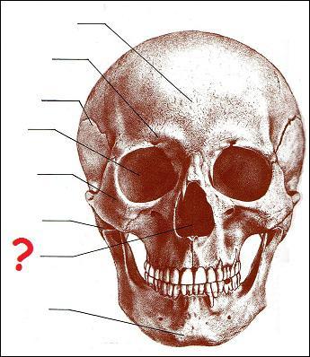 Quel est le nom de la partie du crne humain dsigne par un point d'interrogation ?