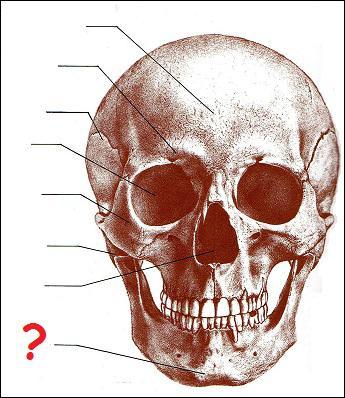 Quel est le nom de la partie du crne humain dsigne par un point d'interrogation ?