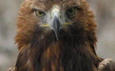 Quiz Rapaces