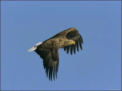 Quand le pygargue  queue blanche a-t-il disparu de Corse ?