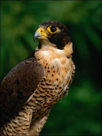 Quel est ce rapace ?
