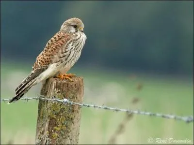 Le rgime alimentaire du faucon crcerelle en Corse est-il ?