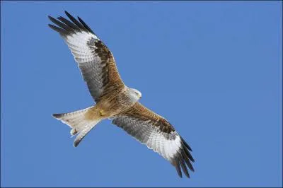 C'est en Balagne (rgion de Corse) que se situe la plus grande concentration de milans royaux du monde ?