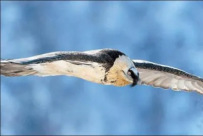 Le gypate barbu est-il prsent en Corse ?