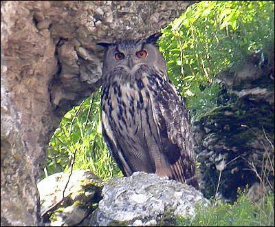 Le grand-duc d'Europe est-il prsent en Corse ?