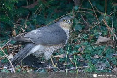 Quel est ce rapace ?