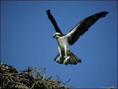 O se situe la plus grande concentration de balbuzards en Corse ?