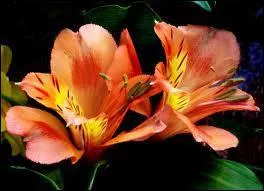 Si vous tes un braqueur de banque :