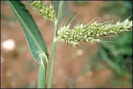 Mais quel mtier puis-je exercer ?