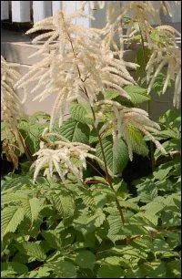 O vais-je me cacher ?