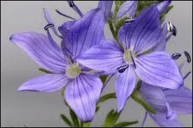 Mais que suis-je devenue ?