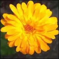 O vais-je me cacher ?